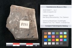 Foto (Objekt + Etikett) von Callitris brongniartii Endl. (NHMW-GEO-2024-0188-8211)